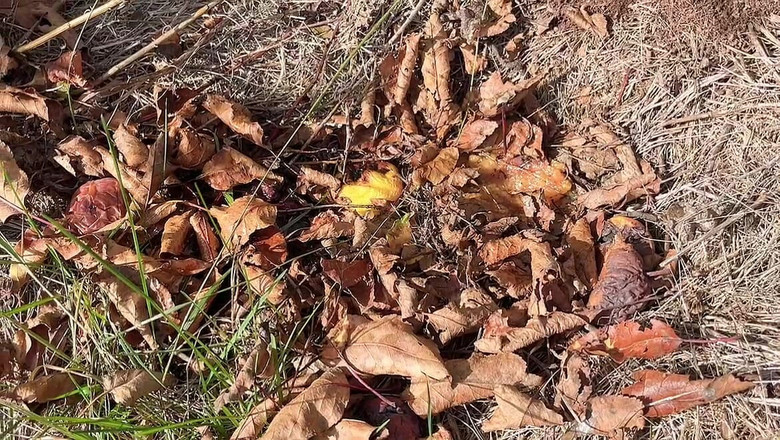 sweethanajapanese: Perfecto Cuerpo Pequeño Hana