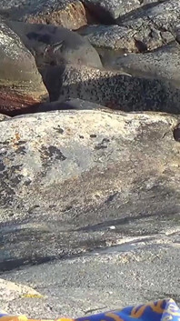 Velký penis ošuká chlupatou ftm kundu na Rocky Island