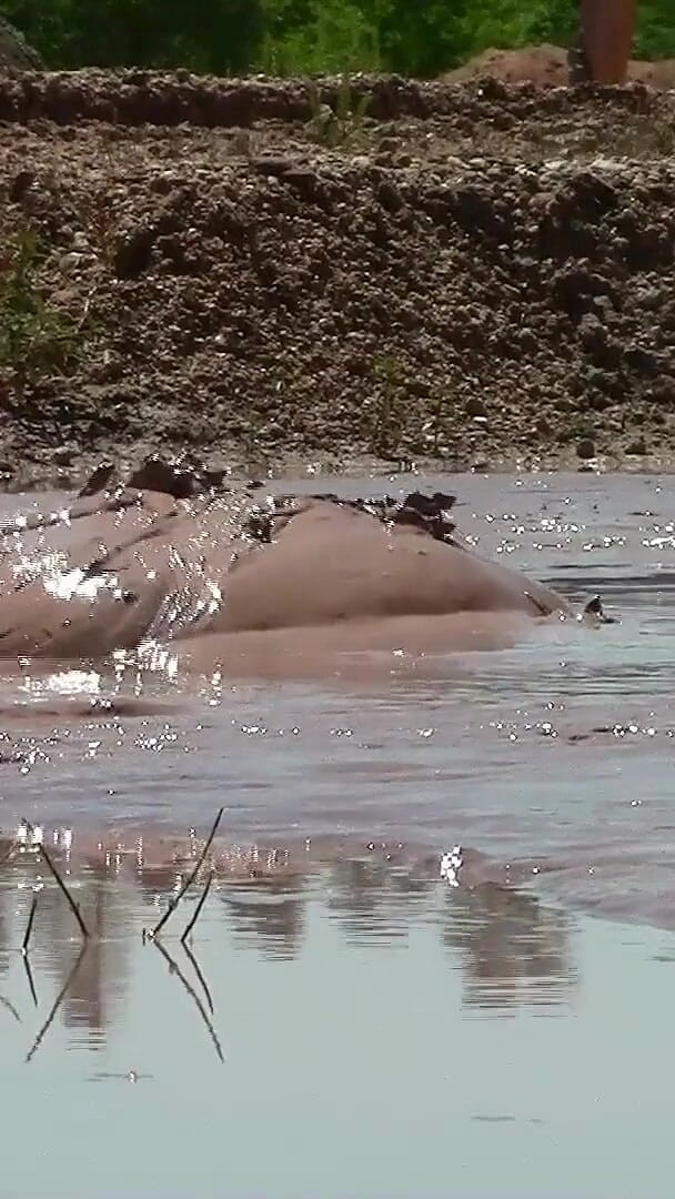 Deep, Creamy Brown Mud Bath in a Sand Pit (Muddy chubby)