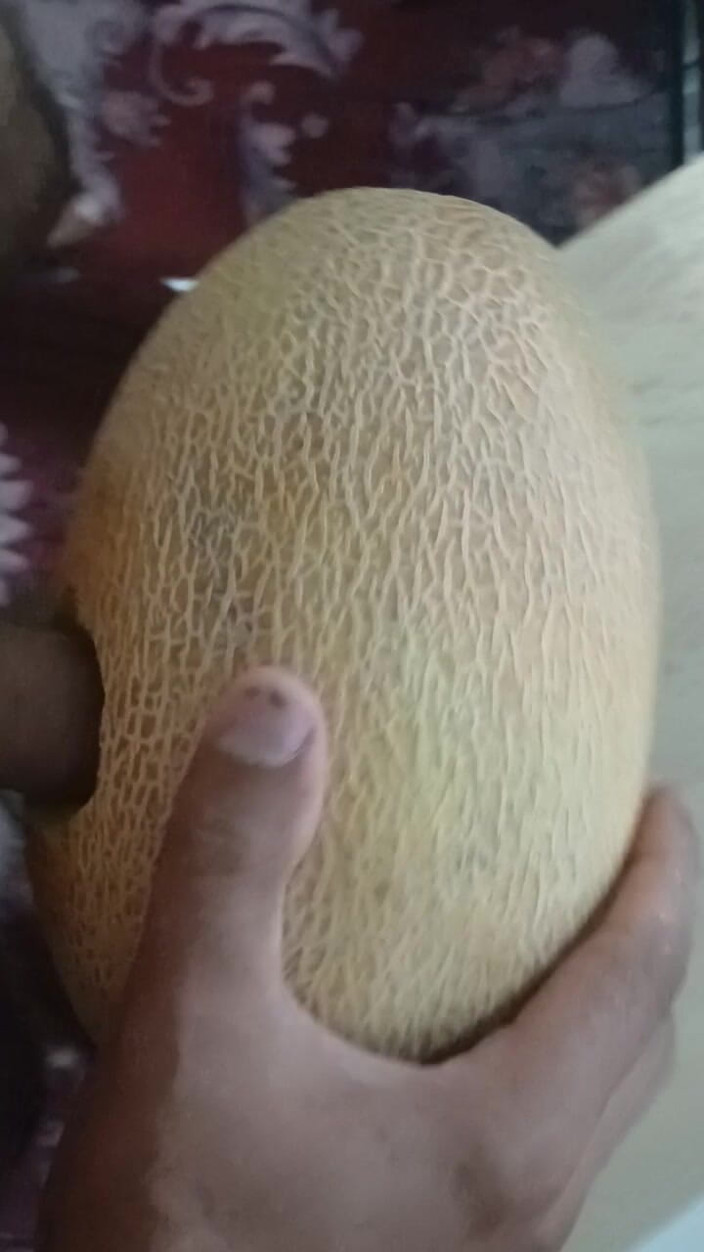 AlexCat: A Melon Named Yulia