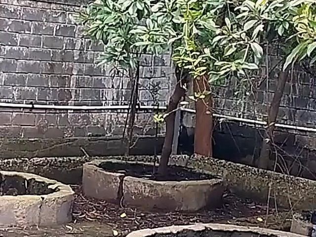 Garden Girlfriend with Boyfriend Blowjob and Fucking Without Condom (Big Boobs fuckers)