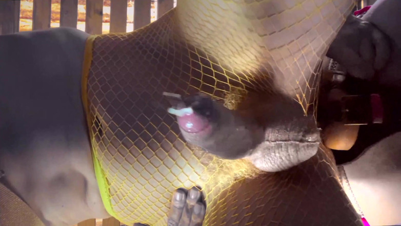 Lola Spais: Kompilasi crot sperma 4k