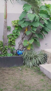 El Jardinero Cachondo Se Folla a Linda Tiktoker De Cuerpo Perfecto En Pleno Jardin De Su Casa