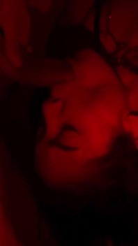 Chambre rouge avec mon amant pendant que mon mari est au travail