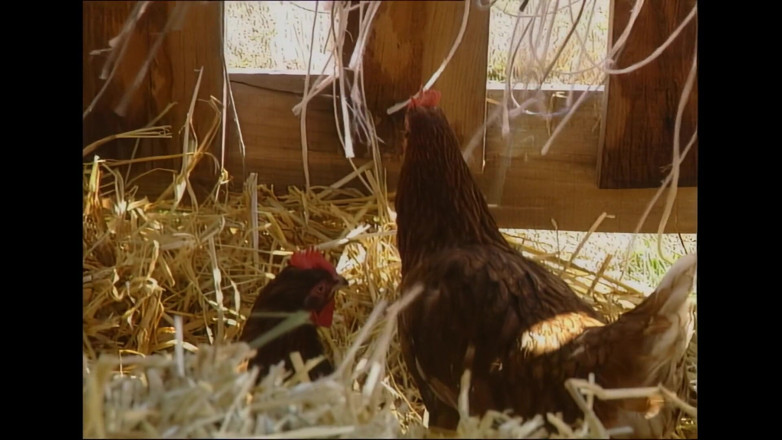 Deutschland Porno X: În aer liber suge și călărește pe pule uriașe cu gagici...