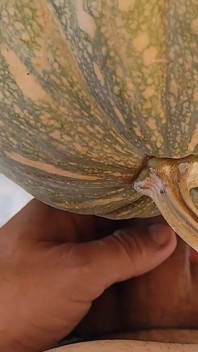 Hungry Dick Among Pumpkins for Halloween.