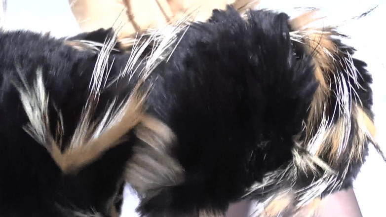 Lady Victoria Valente: Тренировка эякуляции: нюхание мехового шарфа и кончания, Леди Виктория Валенте