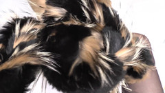 Lady Victoria Valente: Utlösningsträning: nosa på pälsscarf och spermaskott, Lady Victoria Valente