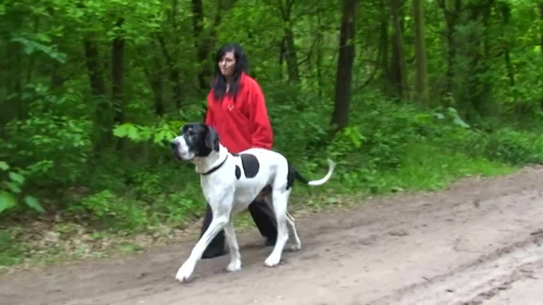 Public Entertainment: Chubby and horny brunette was walking her pet when she...