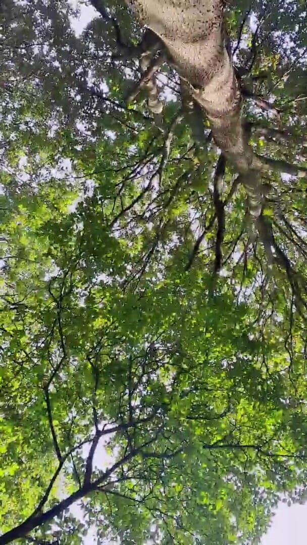 Slutboyben Cam4 Sexy Cruising Chick Iii Live Outdoor Exposure (Slutboyben)