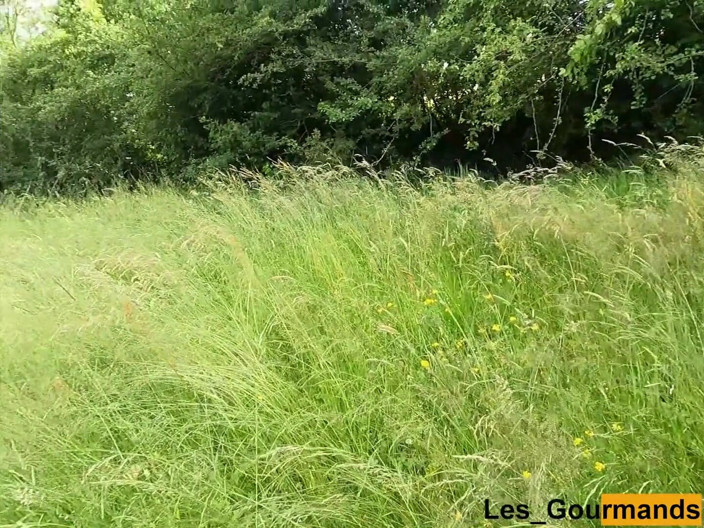 Les Gourmands: I love pissing in the grass in the middle of...