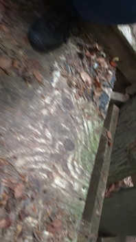 Fun in the Forest