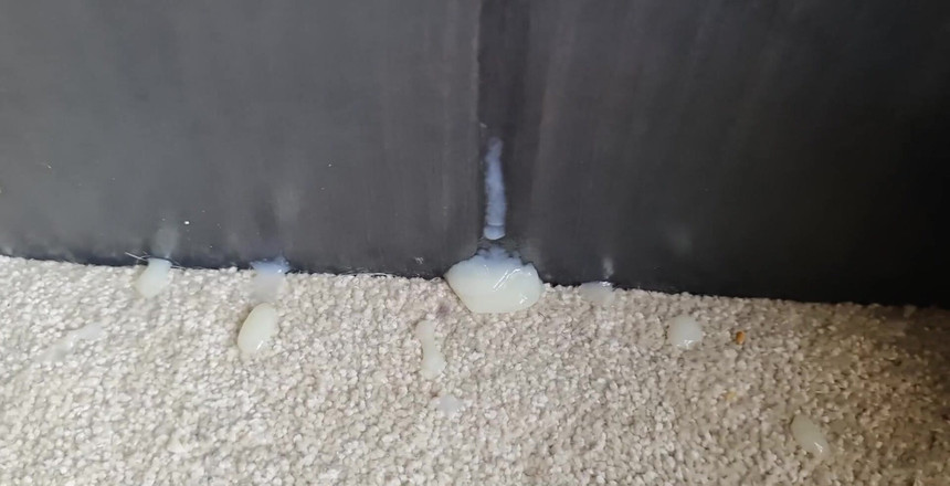 Amadeus: È l'ora d'essere nutrita, chi ha fame!!