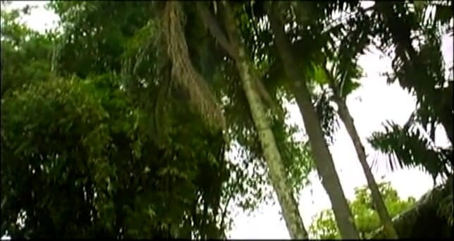 Coyote Raunch: Daiana Do adalah pelacur Brazil
