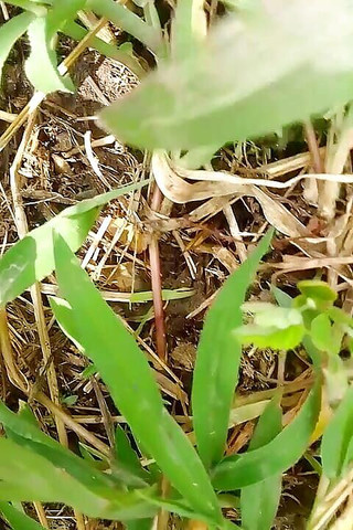 Gangbang straight: 我是雪的吸吮者