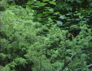 XTime Vod: Menjilat pepek menjolok kongkek bertiga di dalam hutan