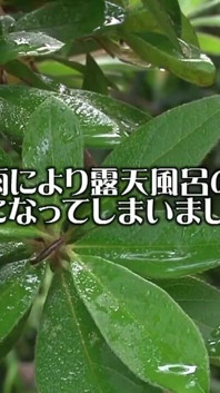 Troie asiatiche 0458