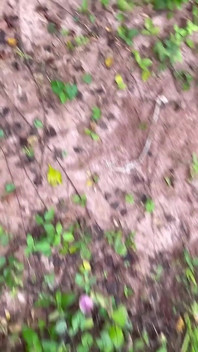 Trío a Pelo Al Aire Libre Con Tops Calientes BBC
