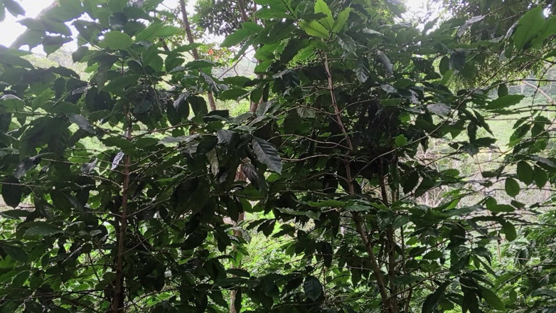 Josueacuna: ฉันมักจะมีจินตนาการของการให้ควยสูง