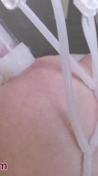 Vaca gorda tiene provocaciones conectadas a la máquina de ordeño