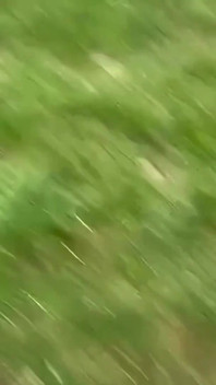 Penghinaan di luar untuk puppy banci saya