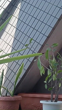 Urinar Em Uma Planta Em Vaso