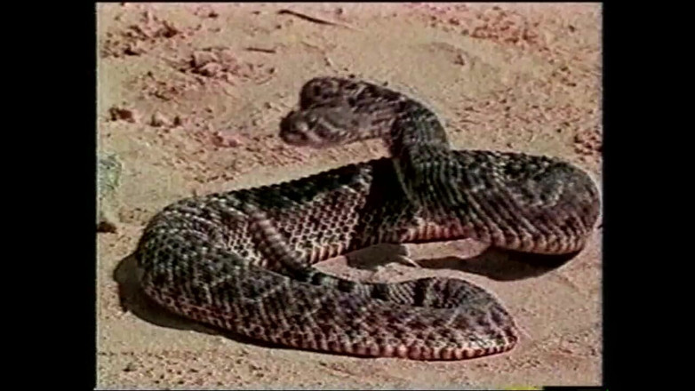 MCG EMPIRE TV - our best full movie: Bratty Bratwurst Bonkers (풀 포르노 영화)