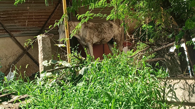 Inba: Jebanie na świeżym powietrzu