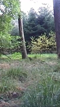 Awek bertetek besar dihantar ke hutan berbogel