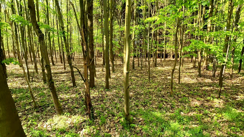 Bouncy Tits Action: Biciuire de cur, pizdă și țâțe în pădure