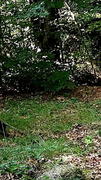 Köpek tasmalı ve tasmalıyım ve ustam beni dildo ve şişman yarakla sikiyor