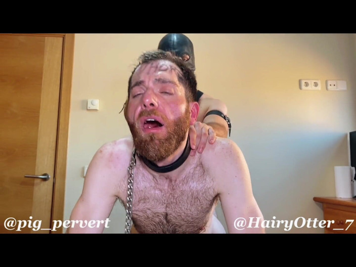 Hairy Otter: शोषित और अपमानित - पिगपरवर्ट और लेवेंट ऊदबिलाव