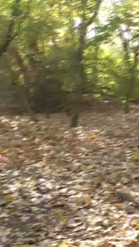 Sufocando o velho escravo na floresta