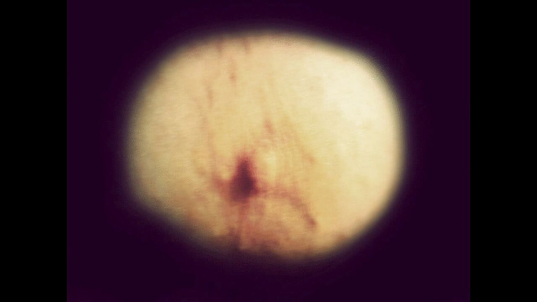 Campsissyboi: Leccare lo schermo schiavo boi della dea Lana CEI