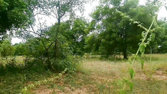 Priyanka314: Indický vesnický farmářský pár má sex