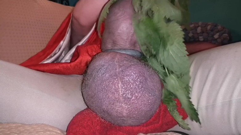 Monster_Meat_: Nettles memandu saya kacang dan membuat zakar saya keras!