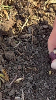 Obryně zahradničí divoce Vysadí drobného muže