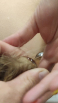Doble penetración con cola anal y polla en el coño