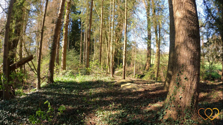 SCORPIONS PRODUCTION: Ein spaziergang im wald von Cassy Diaz
