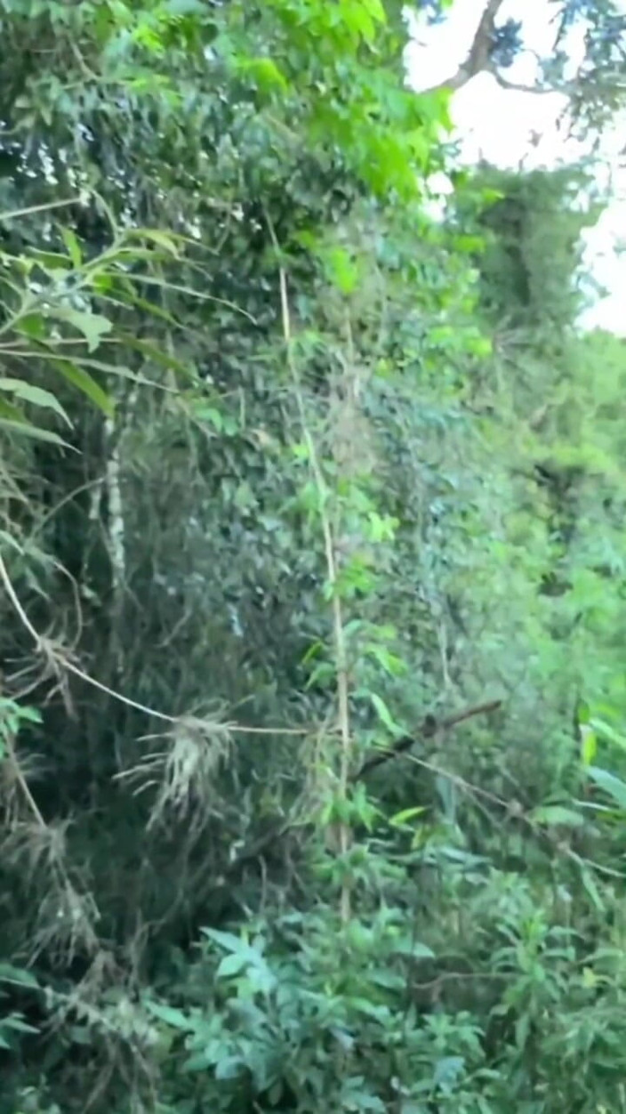 Lukeh: Dos Hombres Haciendo Felaciones En El Bosque