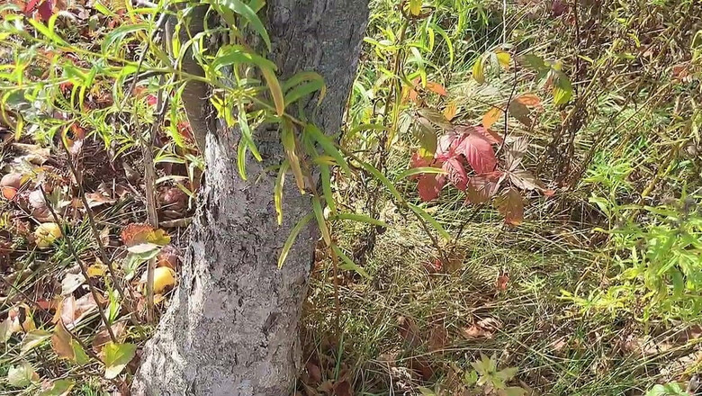 sweethanajapanese: Perfekter Körper, Kleine Zierliche Hana