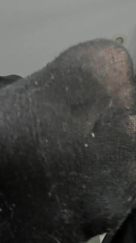 Dirty Socks