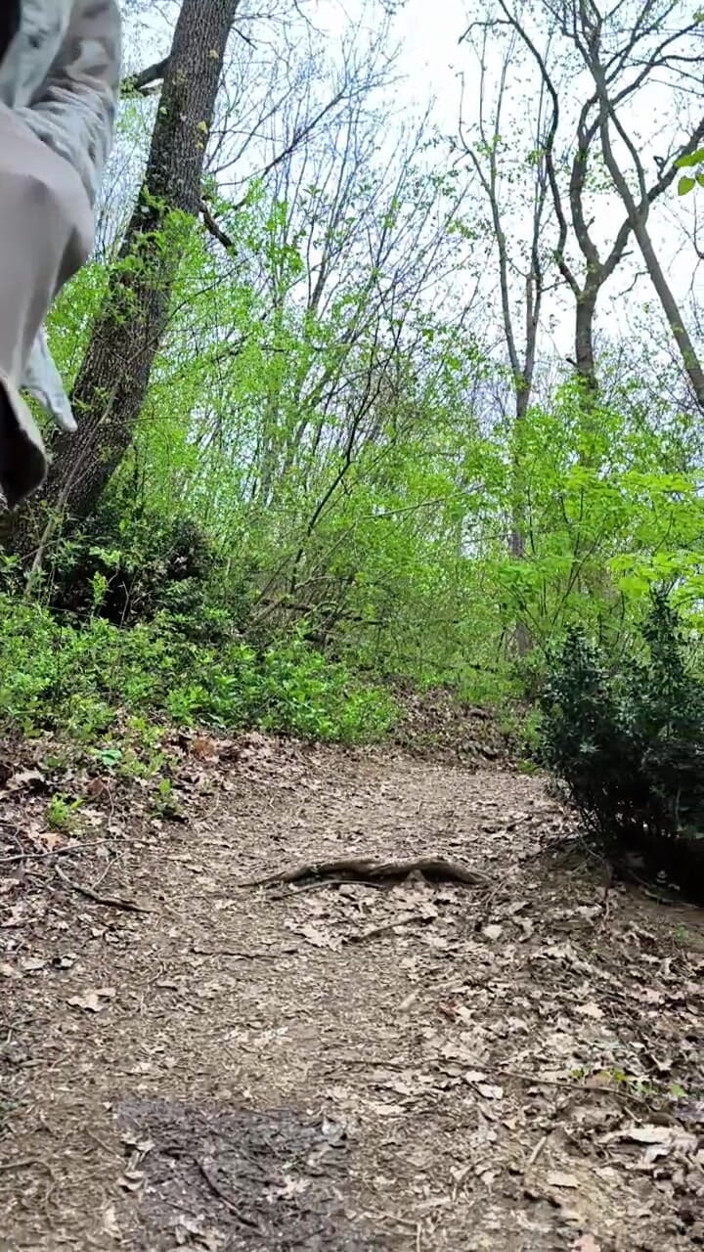 FenekManul: Pis belleza en el bosque