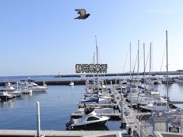 Raptor Inc: Saeka Hinata - 언컷 셀렉션 Vol. 2