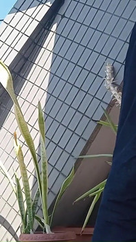 Urina într-o plantă în ghiveci