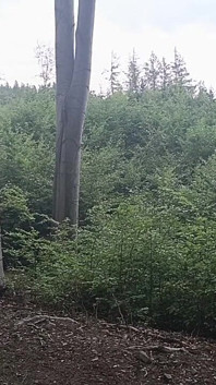 Tra i Faggi: Una mostra grezze sul legno nudo