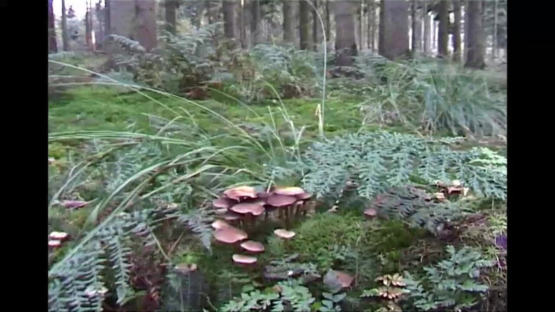Absolute BDSM films - The original: Schätzchen mit dicken möpsen wird nackt in den wald geschickt