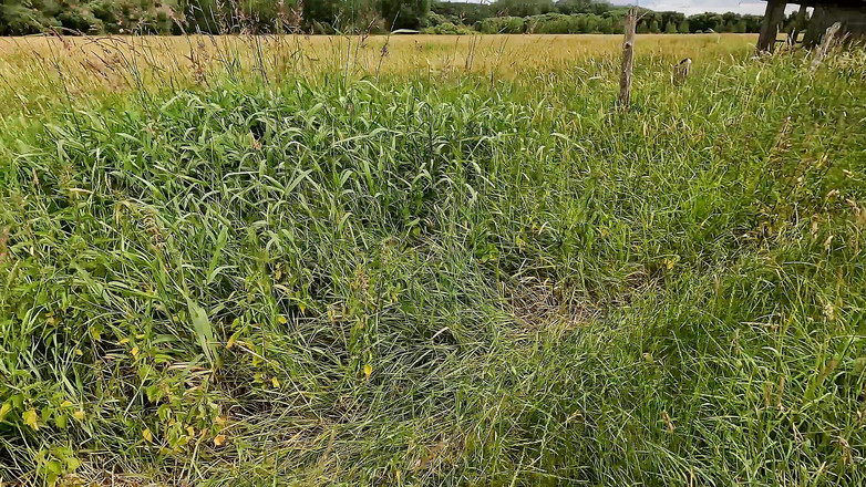 Bouncy Tits Action: 헛간에서 젖꼭지와 벌거벗은 젖탱이를 때리는 클램프
