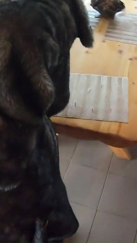 Plăcere dublă cu Milfycalla episodul 37 din 47 anal, muie și final sexy