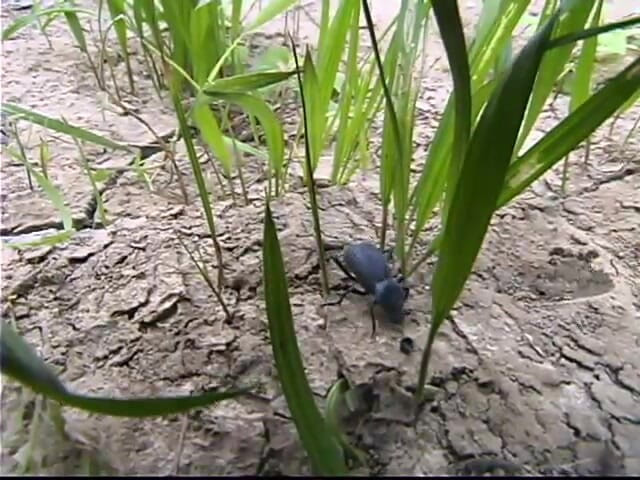 Hogtied by Kink: Jenni Lee